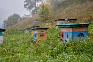 Bee bee farm in the woods in the early morning in the fog. Beekeeping