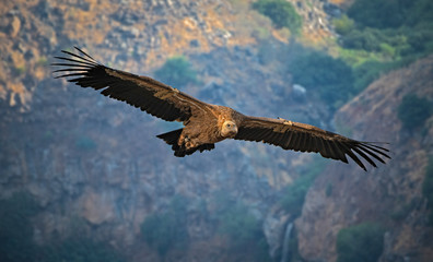 Griffon Vulture Bird (Gyps fulvus) Flying