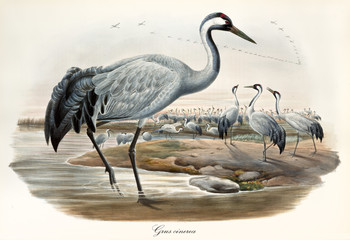 Fototapety  Grey crane and its large flock on a pond, other exemplars flying far away. Vintage detailed watercolor style illustration of Common Crane (Grus grus). By John Gould publ. In London 1862 - 1873