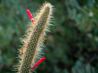 Silver Torch Cactus with Bright Red Flowers