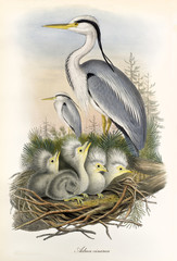 Grey Heron guarding its nest with children inside. Detailded vintage watercolor style illustration of Grey Heron (Ardea cinerea). By John Gould publ. In London 1862 - 1873