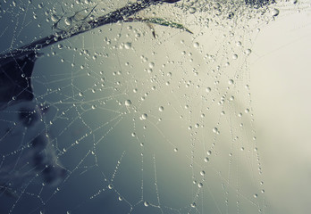 background spider web in morning dew drops on green grass. sun glare