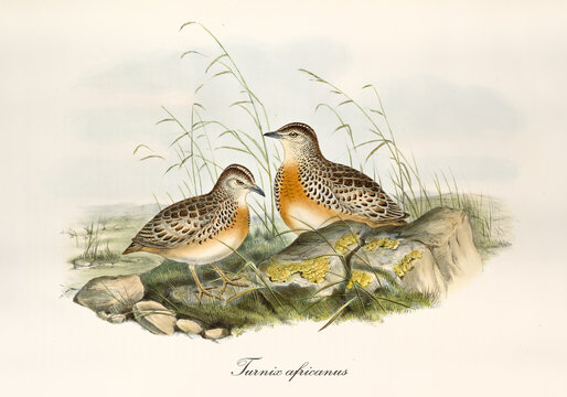 Two button quails outdoor on a rocky ground with grass. Vintage hand colored style illustration of Common Buttonquail (Turnix sylvaticus). By John Gould publ. In London 1862 - 1873