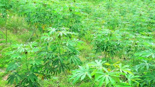 Cassava farm with green leaves and mature trees. Prepare to dig it for processing