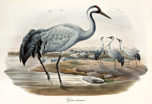 Grey crane and its large flock on a pond, other exemplars flying far away. Vintage detailed watercolor style illustration of Common Crane (Grus grus). By John Gould publ. In London 1862 - 1873