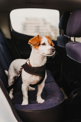 cute small jack russell dog in a car wearing a safe harness and seat belt. Ready to travel....