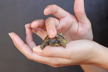 Young girl is holding a turtle