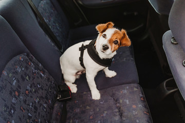 cute small jack russell dog in a car wearing a safe harness and seat belt. Ready to travel....