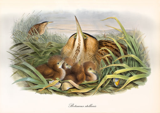 Bittern hided in the aquatic vegetation with its just borned children. Vintage watercolor style detailed illustration of Eurasian Bittern (Botaurus stellaris). By John Gould publ In London 1862 - 1873