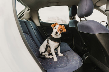 cute small jack russell dog in a car wearing a safe harness and seat belt. Ready to travel. Traveling with pets concept - 290541226