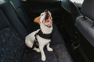 cute small jack russell dog in a car wearing a safe harness and seat belt.Dog yawning. Ready to travel. Traveling with pets concept