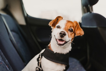 cute small jack russell dog in a car wearing a safe harness and seat belt. Ready to travel. Traveling with pets concept - 290541264