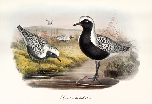 Grey Plover (Pluvialis squatarola). Black and black striated white water bird posing and feeding on a pond. Detailed watercolor vintage style illustration by John Gould. London 1862 - 1873
