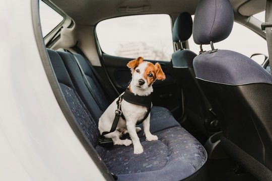 cute small jack russell dog in a car wearing a safe harness and seat belt. Ready to travel. Traveling with pets concept