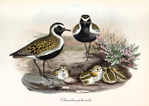 Famili of Eurasian Golden Plover birds (Pluvialis apricaria) summer plumage. Parents oversee their children nesting in the ground. Vintage style detailed illustration by John Gould. London 1862 - 1873