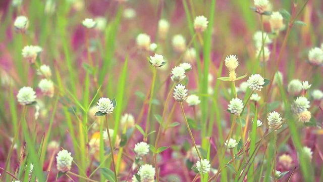 Gomphrena weed is white flower, it is growing is a common weed in the tropics