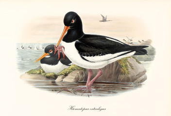 Eurasian Oystercatcher (Haematopus ostralegus) bird catching a starfish to feed. It keeps its legs in the water close to a little rock. Vintage style art by John Gould publ. In London 1862 - 1873