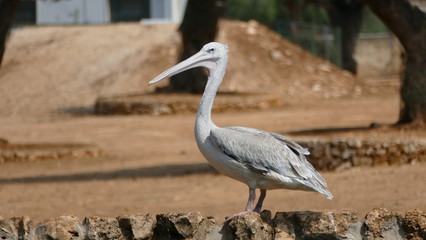 Pellicani. Uccelli acquatici, unico genere della famiglia Pelecanidae