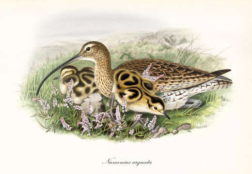 Light brown bird with black dotted plumage and a long black beak called Eurasian Curlew (Numenius arquata) resting in the grass with its children. Vintage style art by John Gould. London 1862 - 1873
