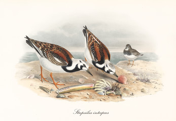 Couple of Ruddy Turnstone (Arenaria interpres) birds looking for food on a rock rich of shells and fossils. Sea on background. Detailed vintage watercolor art by John Gould publ. In London 1862 - 1873 - 290541655