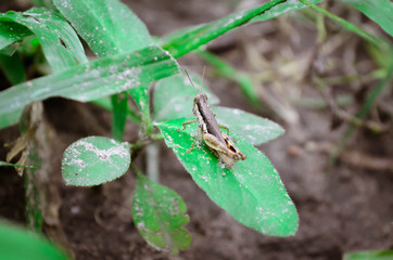 Macro Grasshopper perched on a grass  in a forest in the mountains of Thailand