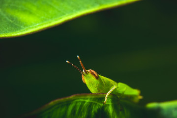 Macro Grasshopper perched on a leaf in a forest in the mountains of Thailand