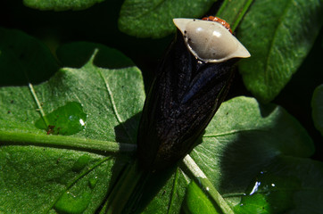 Macro Insects perched on the leaves in the jungle in the mountains of Thailand
