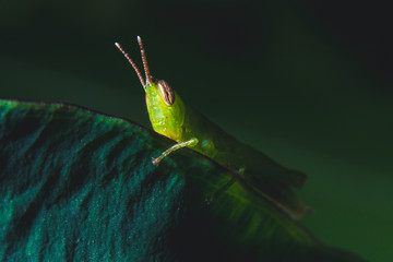 Macro Grasshopper perched on a leaf in a forest in the mountains of Thailand