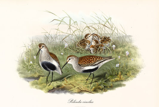 Happy family of Dunlin (Calidris alpina) birds in their summer plumage. Both parents are looking for food while children are waiting on the grass. Detailed art by John Gould. London 1862 - 1873