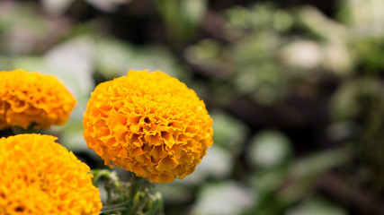 yellow flower with water drops of dew