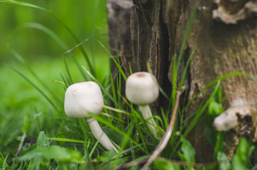 Mushroom caused by moisture in the big forest