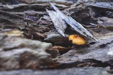 Mushroom caused by moisture in the big forest