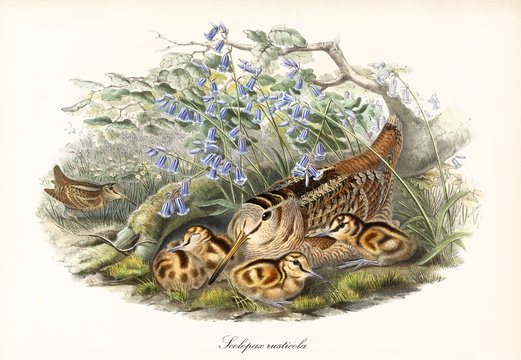 Eurasian Woodcock (Scolopax rusticola) bird hided in the vegetation to protect its children while another exemplar is looking for food. Detailed vintage watercolor art by John Gould London 1862 - 1873