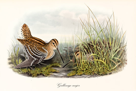 Two orange black dotted birds with long beak called Great Snipe (Gallinago media). Both on the ground, but one is hiding behind the high grass. Vintage art by John Gould publ. In London 1862 - 1873