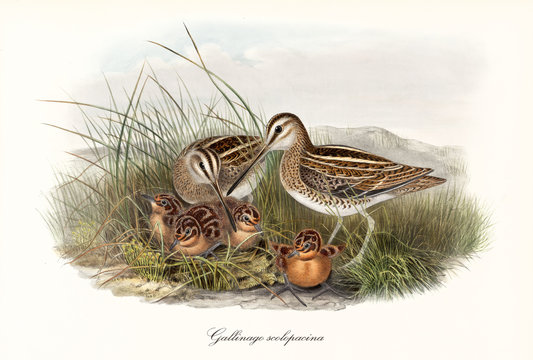 Couple of Common Snipe (Gallinago gallinago) birds nesting in the high grass with their children. Detailed vintage watercolor art typical in the past by John Gould publ. In London 1862 - 1873