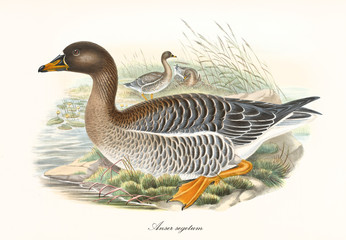 Bean Goose (Anser fabalis) birds with its multicolored brown tones plumage displayed in profile view, crouched in the aquatic vegetation. Detailed vintage style art by John Gould, London 1862 - 1873