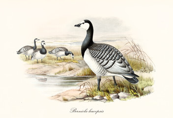 Barnacle Goose (Branta leucopsis) bird with its multicolored black and white tones plumage standing on a pond shore. Detailed vintage watercolor style art by John Gould publ. In London 1862 - 1873
