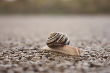 Cute snail with shell on trail macro. Nature close up. Small mollusk on sand. Wildlife background. Small snail with its house. Slug in park.
