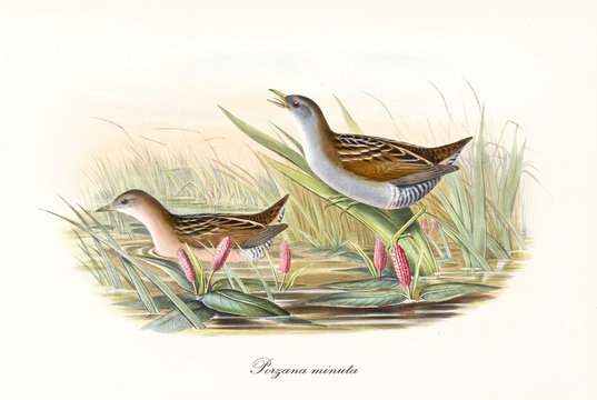 Couple of Little Crake (Porzana parva) birds in a pond, one crouched in the water and the other one holded on a blade of grass. Detailed vintage watercolor style art By John Gould, London 1862 - 1873