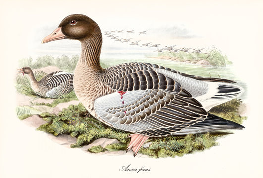 Greylag Goose (Anser anser) profile view displayed placed on a covered by aquatic vegetation ground other exemplars flying in background. Detailed vintage style art by John Gould In London 1862 - 1873