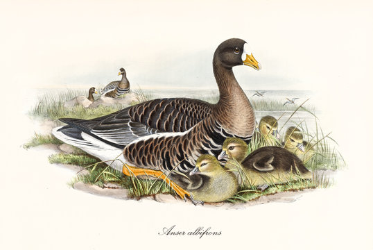 Greater white-fronted goose (Anser albifrons) bird with its multicolored brown tones plumage and white belly zone crouched in the vegetation with its children. Art by John Gould, London 1862 - 1873