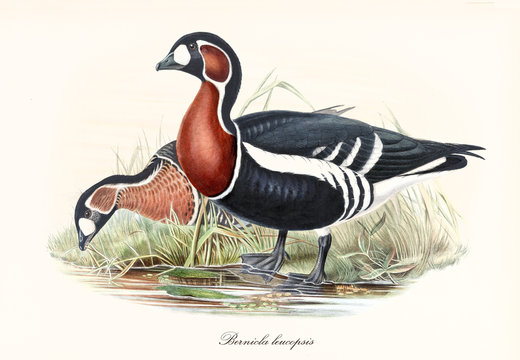 Red-Breasted Goose (Branta ruficollis) bird profile posing with its black and white plumage, red neck and webbed feet. Detailed vintage watercolor style art by John Gould publ. In London 1862 - 1873