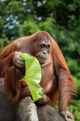 Orangutan holding a leaf