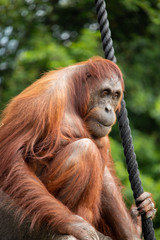 Naklejka premium Orangutan Dublin Zoo