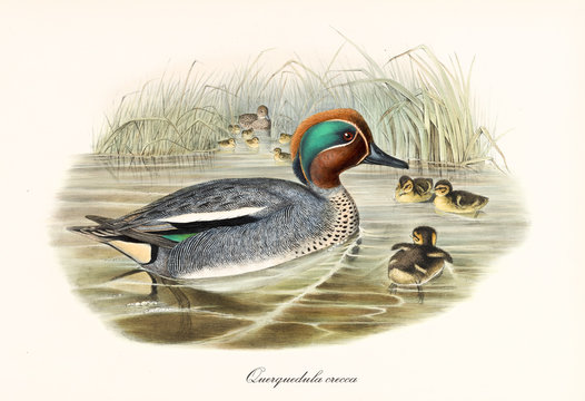 Eurasian Teal (Anas crecca) bird with its multicolored grey tone plumage in the body, red and green in the head. It swims in the water of a pond with its children. By John Gould In London 1862 - 1873