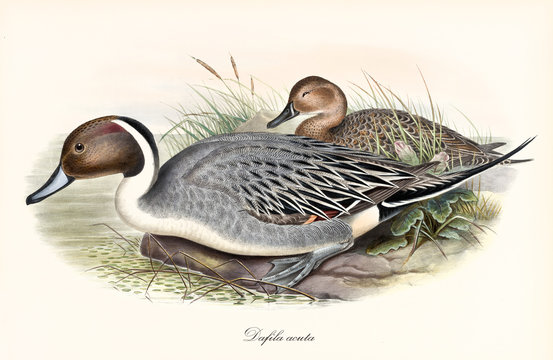 Two exemplars of Northern Pintail (Anas acuta) birds crouched toward the water with their brownish and greyish plumage. Detailed vintage watercolro style art By John Gould publ. In London 1862 - 1873