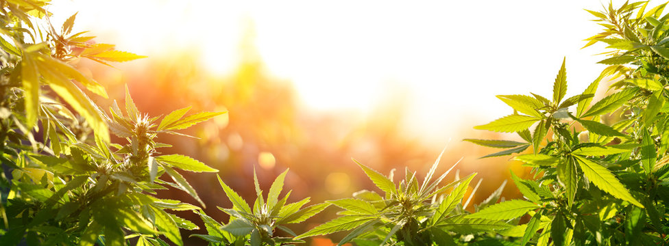 Cannabis With Flowers At Sunset - Sativa Herb - Legal Marijuana