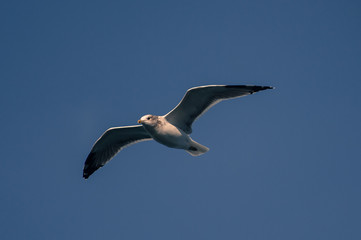Fototapeta na wymiar Gull riding the air
