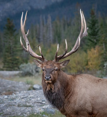 An angry Bull Elk, AKA Wapiti