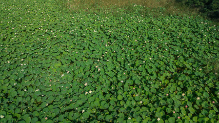 Pink lotus flower in the pond. Background is the lotus leaf and flowers.